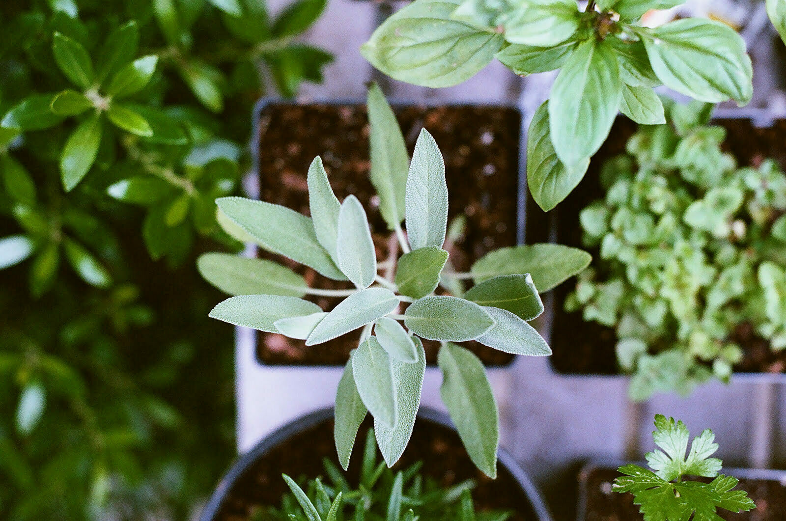 cosa piantare nell'orto sul balcone