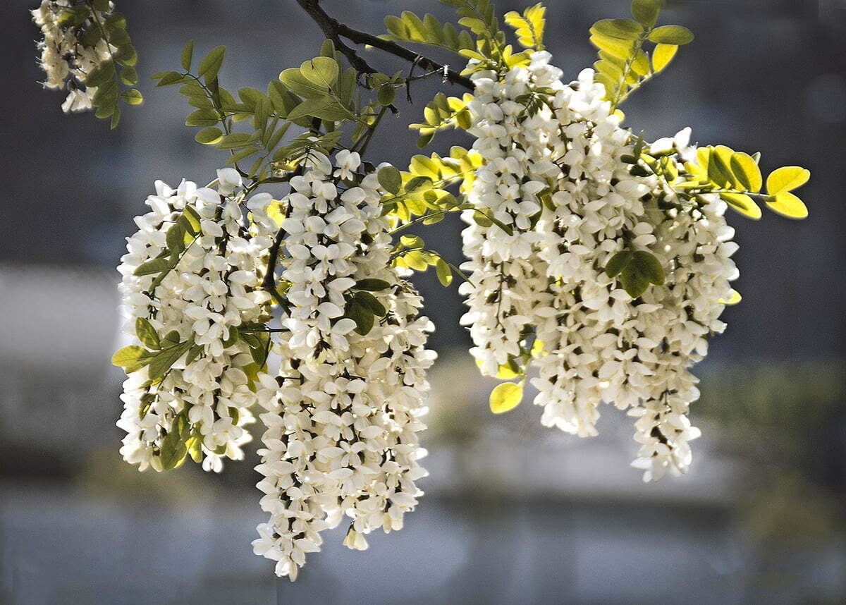 Tutti i segreti dell'acacia in Piemonte