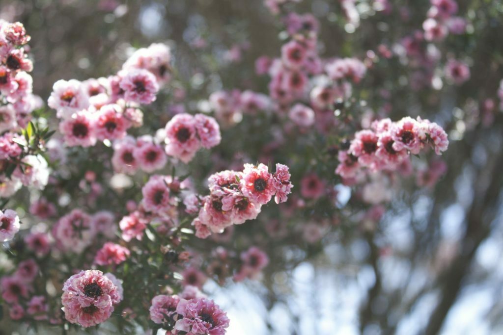 manuka-il-miele-dalle-infinite-proprietà-benefiche-fiore