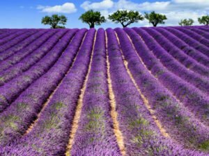 Campi di Lavanda a Sale San Giovanni