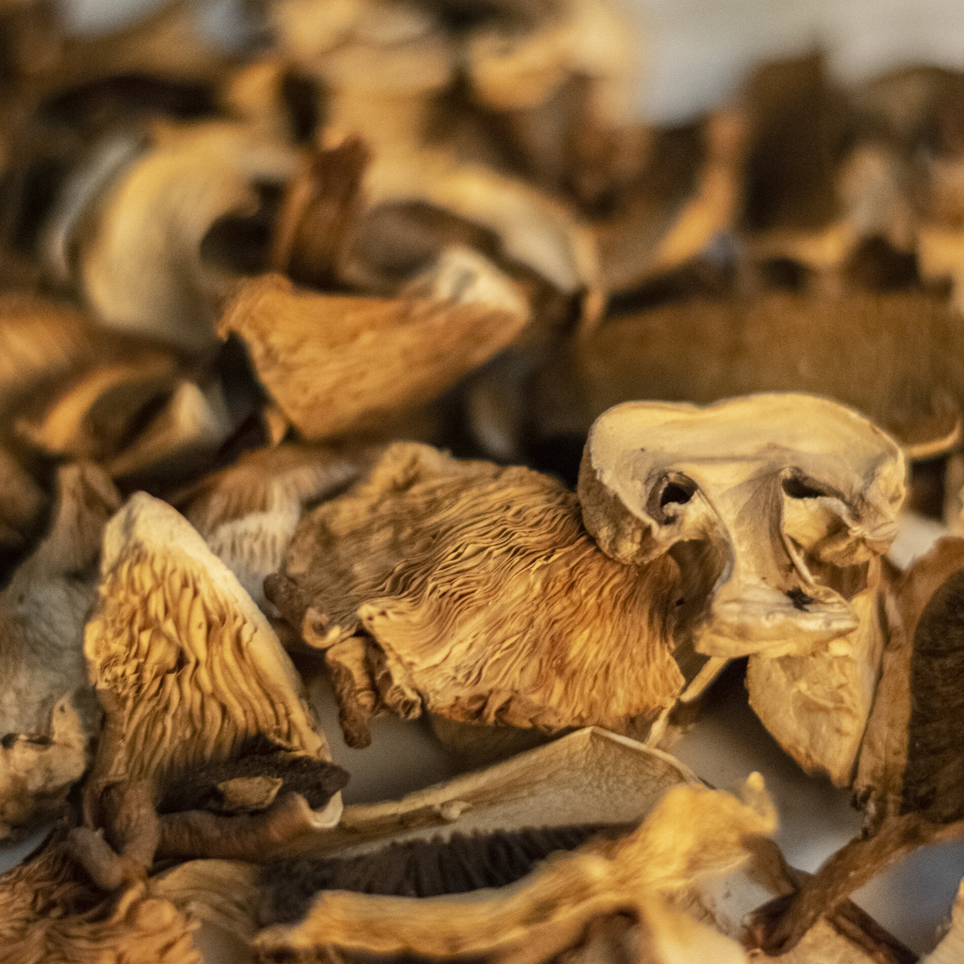 Dried Porcini Mushrooms "Special" Package Jar with Cap Fungus