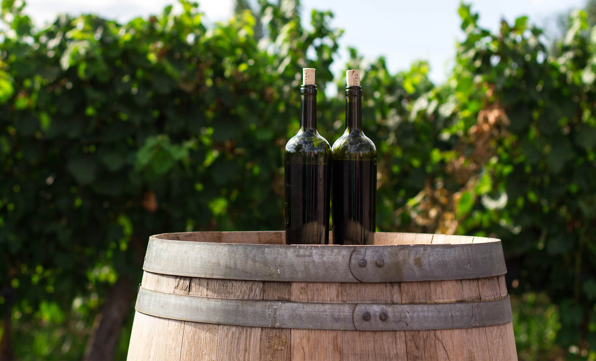 Vini biologici Piemontesi Vini biologici Piemontesi