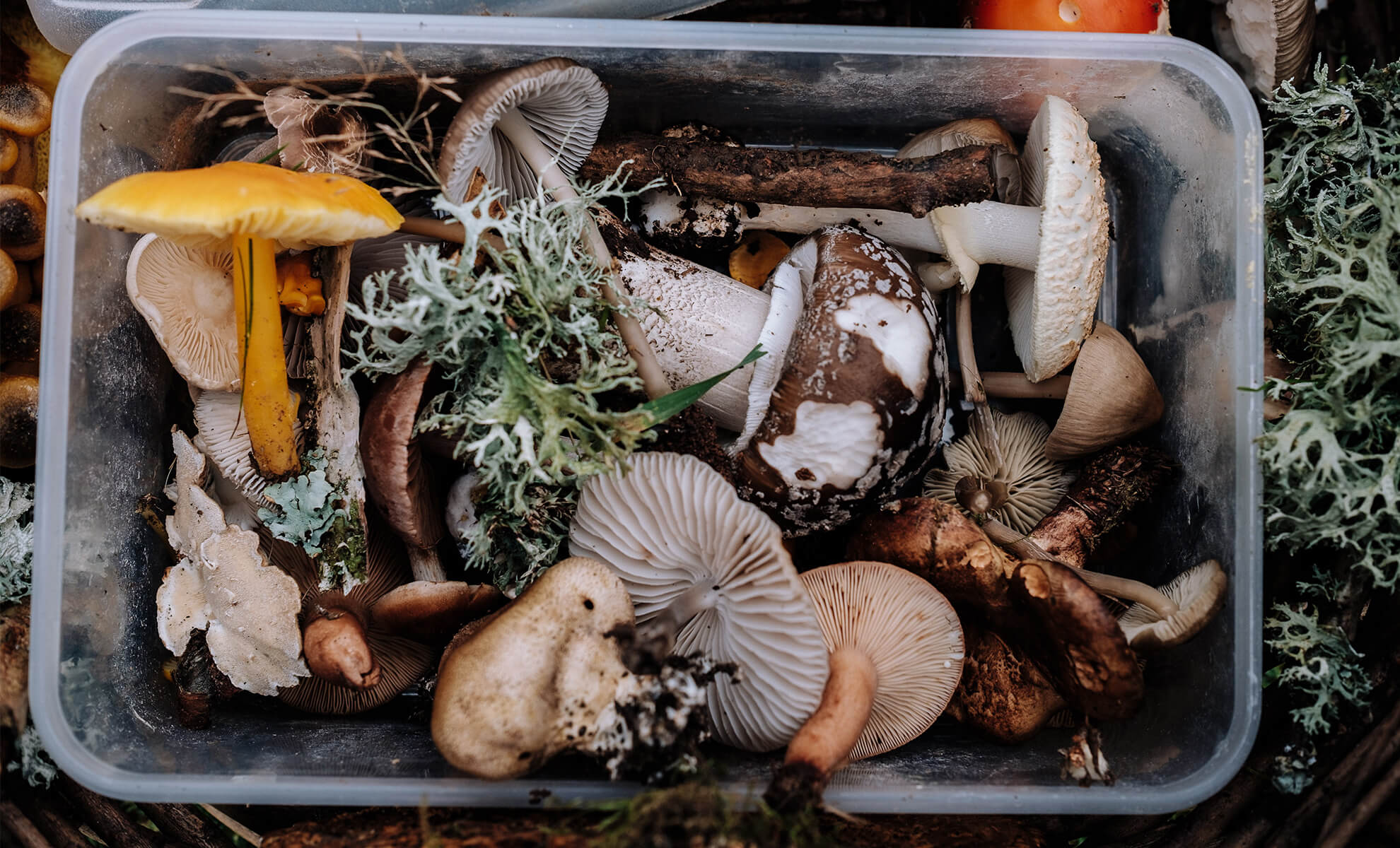 Pilzen und Trüffeln Pilzen und Trüffeln