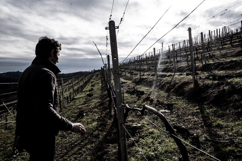 Pedemontis Pedemontis