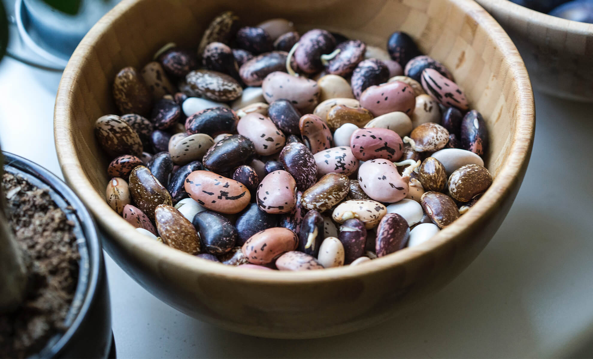 Legumes Legumes