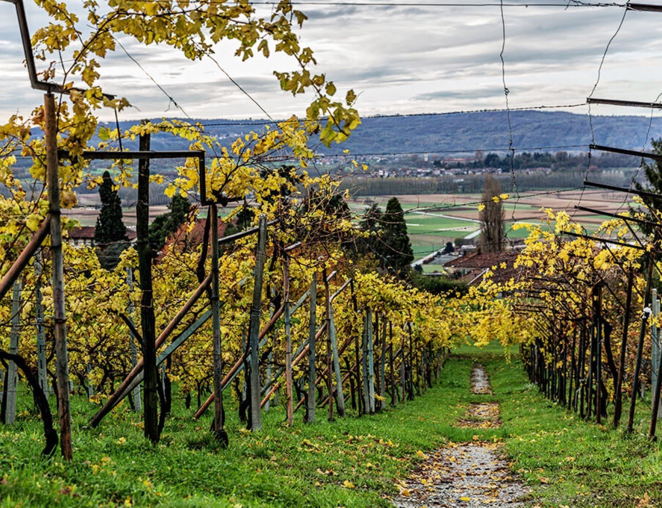 La Masera Azienda Agricola La Masera Azienda Agricola
